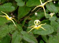 Epimedium rhizomatosum